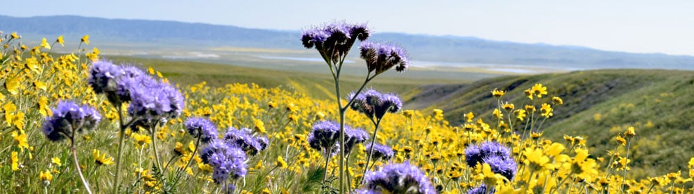 Carrizo-Plains-Wildflower-Superbloom