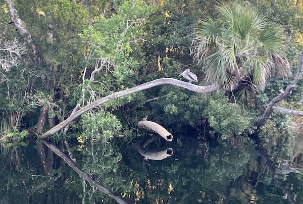 Florida-wetland-pelican